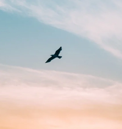 Psicologia online terapias